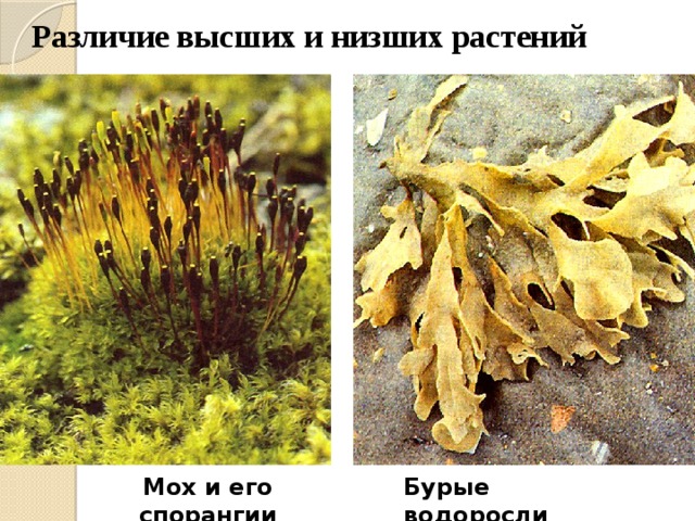 Различие высших и низших растений Мох и его спорангии Бурые водоросли 