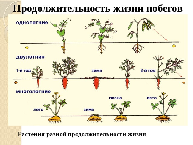 Продолжительность жизни побегов Растения разной продолжительности жизни 
