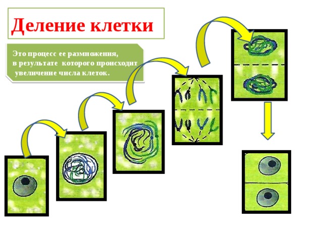 Деление клетки Это процесс ее размножения, в результате которого происходит  увеличение числа клеток. 