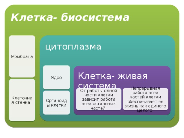 Клетка- биосистема Мембрана цитоплазма Ядро Клетка- живая система Клеточная стенка От работы одной части клетки зависит работа всех остальных частей Непрерывная работа всех частей клетки обеспечивает ее жизнь как единого целого. Органоиды клетки 