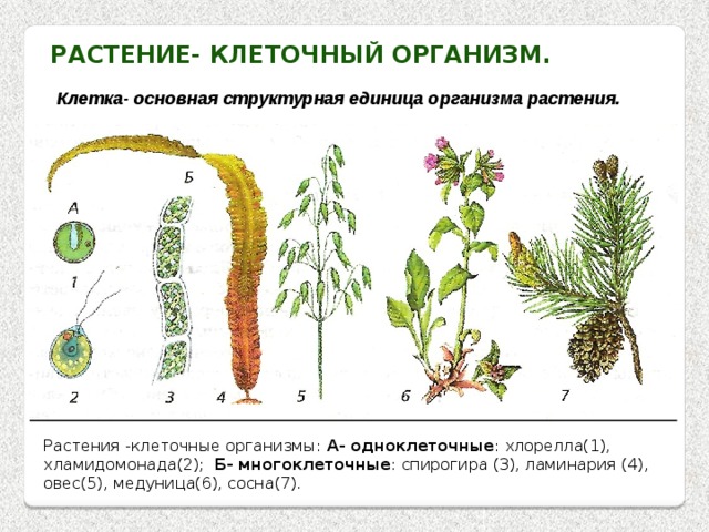 Растение- клеточный организм. Клетка- основная структурная единица организма растения. Растения -клеточные организмы: А- одноклеточные : хлорелла(1), хламидомонада(2); Б- многоклеточные : спирогира (3), ламинария (4), овес(5), медуница(6), сосна(7). 