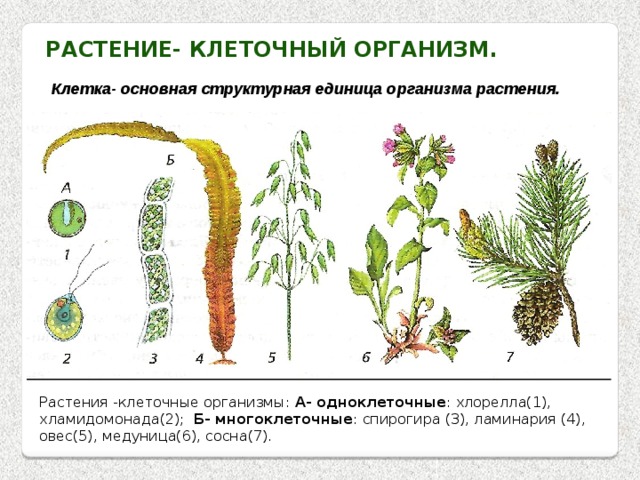 Растение- клеточный организм. Клетка- основная структурная единица организма растения. Растения -клеточные организмы: А- одноклеточные : хлорелла(1), хламидомонада(2); Б- многоклеточные : спирогира (3), ламинария (4), овес(5), медуница(6), сосна(7). 