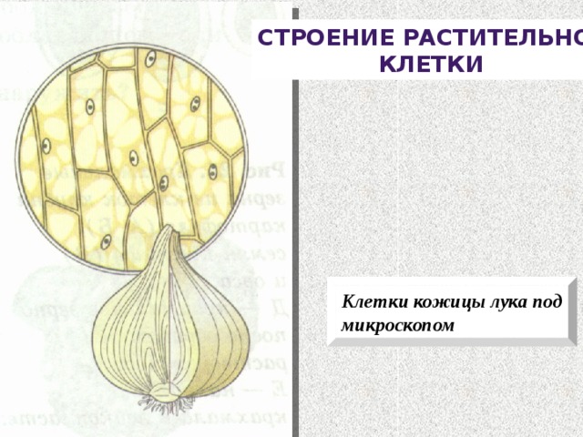 Строение растительной Клетки Клетки кожицы лука под микроскопом 