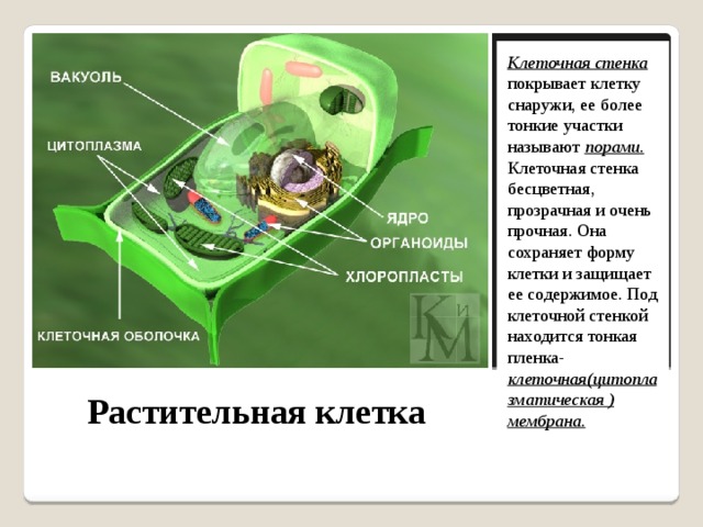 Клеточная стенка покрывает клетку снаружи, ее более тонкие участки называют порами. Клеточная стенка бесцветная, прозрачная и очень прочная. Она сохраняет форму клетки и защищает ее содержимое. Под клеточной стенкой находится тонкая пленка- клеточная(цитоплазматическая ) мембрана.  Растительная клетка 