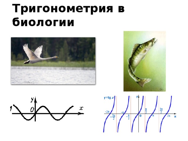 Тригонометрия в биологии 