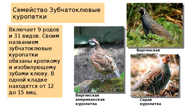 Семейство Зубчатоклювые куропатки Включает 9 родов и 31 видов. Своим названием зубчатоклювые куропатки обязаны крепкому и изобилующему зубами клюву. В одной кладке находятся от 12 до 15 яиц. Виргинская перепелка Виргинская американская куропатка Серая куропатка 