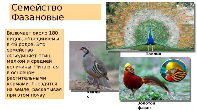 Отряд курообразные презентация 7 класс