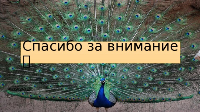 Спасибо за внимание  