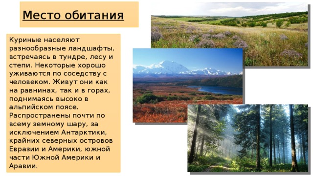 Место обитания Куриные населяют разнообразные ландшафты, встречаясь в тундре, лесу и степи. Некоторые хорошо уживаются по соседству с человеком. Живут они как на равнинах, так и в горах, поднимаясь высоко в альпийском поясе. Распространены почти по всему земному шару, за исключением Антарктики, крайних северных островов Евразии и Америки, южной части Южной Америки и Аравии. 
