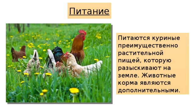 Питание Питаются куриные преимущественно растительной пищей, которую разыскивают на земле. Животные корма являются дополнительными. 