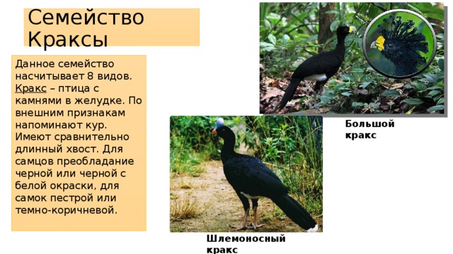 Семейство Краксы Данное семейство насчитывает 8 видов. Кракс – птица с камнями в желудке. По внешним признакам напоминают кур. Имеют сравнительно длинный хвост. Для самцов преобладание черной или черной с белой окраски, для самок пестрой или темно-коричневой. Большой кракс Шлемоносный кракс 