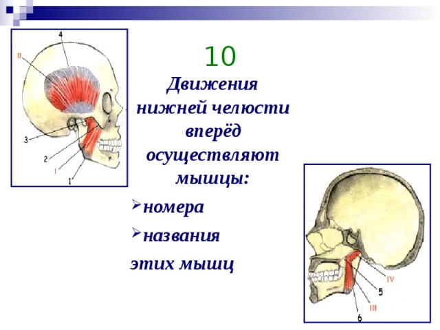 Мышцы нижней челюсти