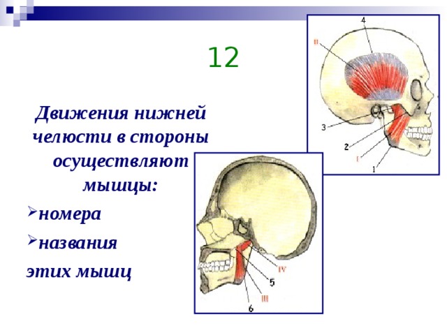 Мышцы нижней челюсти. Движение нижней челюсти вперед мышцы. Движение нижней челюсти в сторону мышцы. Мышцы, осуществляющие движения нижней челюсти. Движение нижней челюсти осуществляет.