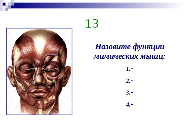 Какой цифрой на рисунке обозначены мимические мышцы