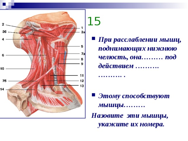 Мышцы нижней челюсти