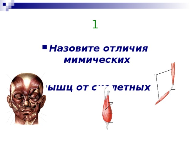 Какой цифрой на рисунке обозначены мимические мышцы