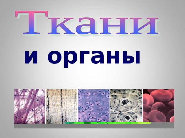 Ткани животных 10 класс