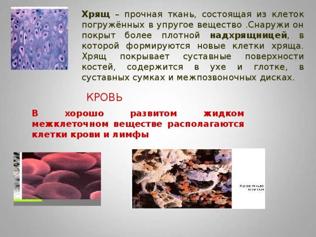 Хрящ – прочная ткань, состоящая из клеток погружённых в упругое вещество .Снаружи он покрыт более плотной надхрящницей , в которой формируются новые клетки хряща. Хрящ покрывает суставные поверхности костей, содержится в ухе и глотке, в суставных сумках и межпозвоночных дисках. КРОВЬ В хорошо развитом жидком межклеточном веществе располагаются клетки крови и лимфы 