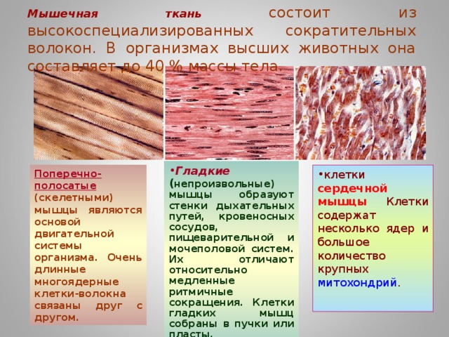 Мышечная ткань  состоит из высокоспециализированных сократительных волокон. В организмах высших животных она составляет до 40 % массы тела. Гладкие  ( непроизвольные) мышцы образуют стенки дыхательных путей, кровеносных сосудов, пищеварительной и мочеполовой систем. Их отличают относительно медленные ритмичные сокращения. Клетки гладких мышц собраны в пучки или пласты.  Поперечно-полосатые  (скелетными) мышцы являются основой двигательной системы организма. Очень длинные многоядерные клетки-волокна связаны друг с другом. клетки  сердечной мышцы  Клетки содержат несколько ядер и большое количество крупных митохондрий . 