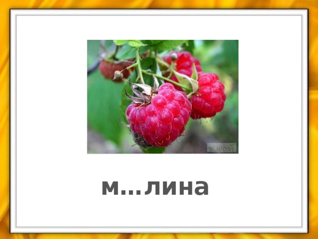 м…лина