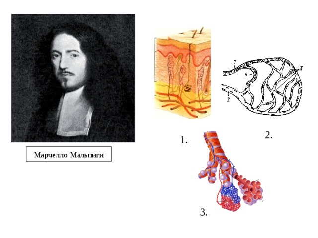 Презентация марчелло мальпиги