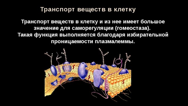 Участвует в транспорте веществ. Транспорт веществ в клетке. Синтез и транспорт веществ в клетке. Транспорт веществ клеточная структура. Транспорт веществ внутри клетки.