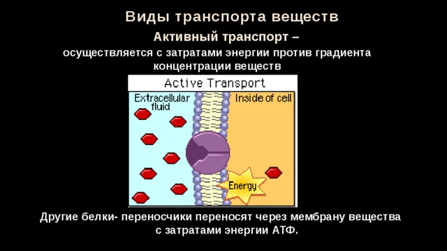Виды транспорта веществ Активный транспорт – осуществляется с затратами энергии против градиента концентрации веществ Другие белки- переносчики переносят через мембрану вещества  с затратами энергии АТФ. 