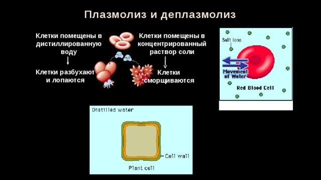  Плазмолиз и деплазмолиз Клетки помещены в дистиллированную воду Клетки помещены в концентрированный раствор соли Клетки разбухают и лопаются Клетки сморщиваются 