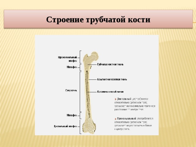 Признаки трубчатых костей