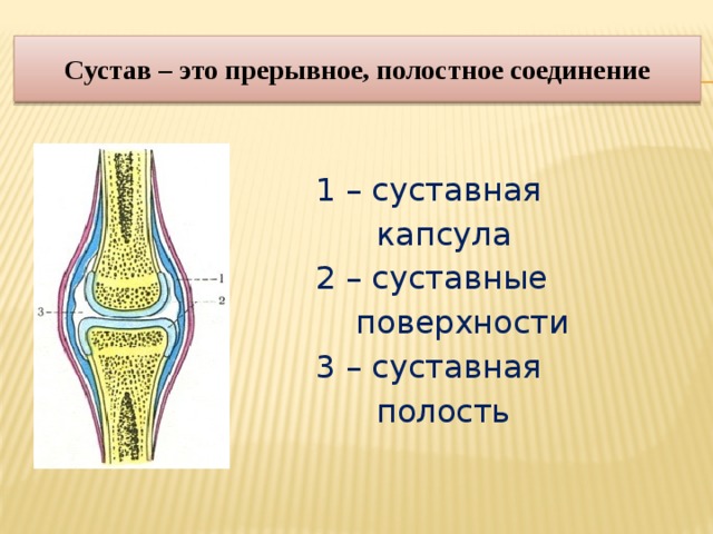 Полость сустава