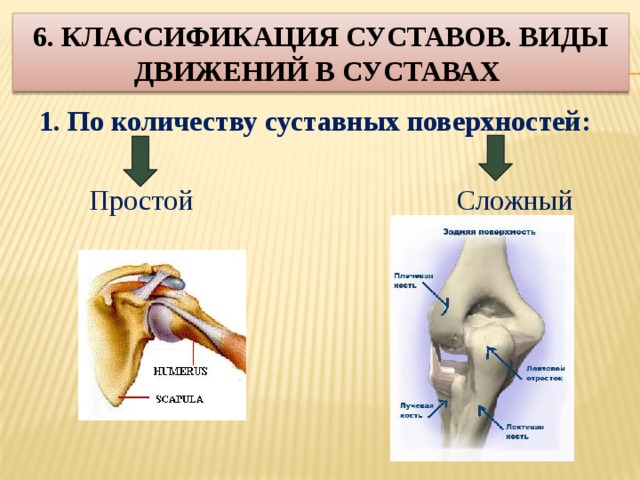 Суставы схема корнилова