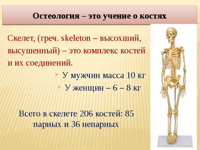 Сколько костей в скелете. Остеология. Кости Остеология. Остеология строение костей. Учение о костях.