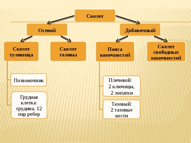 Скелет туловища тест