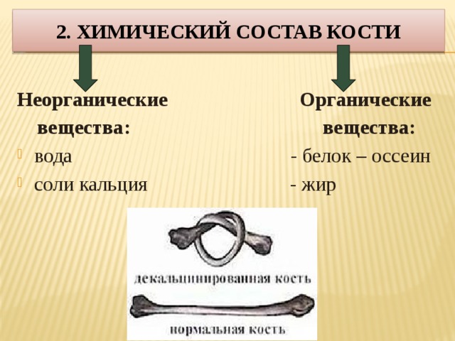 В химическом составе костей пожилого человека. Химический состав кости. Неорганические вещества кости. Органические и Минеральные вещества кости.