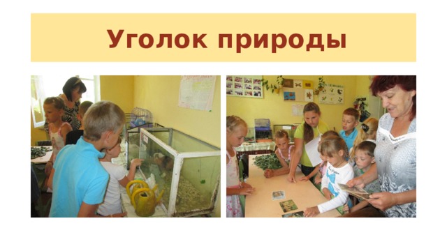  Уголок природы 