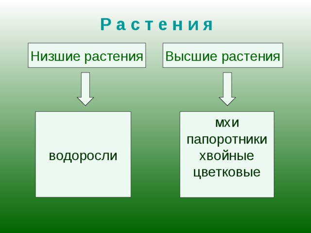 Признаки низших растений