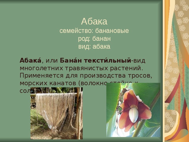 Абака  семейство: банановые  род: банан  вид: абака    Абака́ , или  Бана́н тексти́льный -вид многолетних травянистых растений. Применяется для производства тросов, морских канатов (волокно стойко к солёной воде).