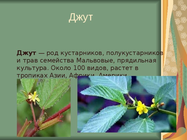 Джут Джут — род кустарников, полукустарников и трав семейства Мальвовые, прядильная культура. Около 100 видов, растет в тропиках Азии, Африки, Америки, Австралии.