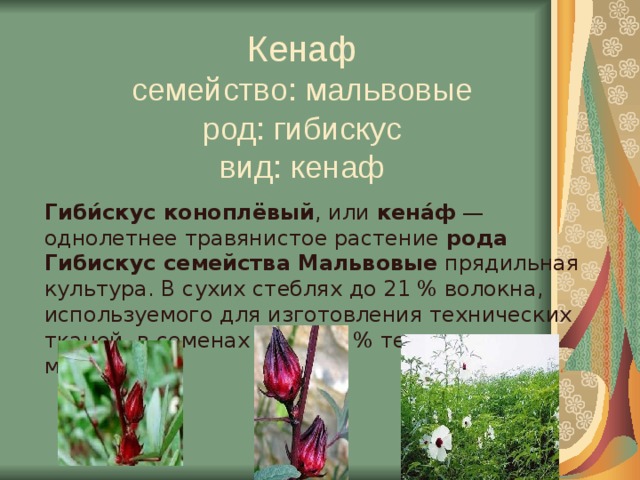 Кенаф  семейство: мальвовые  род: гибискус  вид: кенаф Гиби́скус коноплёвый , или кена́ф — однолетнее травянистое растение рода Гибискус семейства  Мальвовые прядильная культура. В сухих стеблях до 21 % волокна, используемого для изготовления технических тканей, в семенах — до 20 % технического масла.