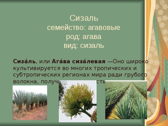 Сизаль  семейство: агавовые  род: агава  вид: сизаль Сиза́ль , или Ага́ва сиза́левая —Оно широко культивируется во многих тропических и субтропических регионах мира ради грубого волокна, получаемого из листьев.