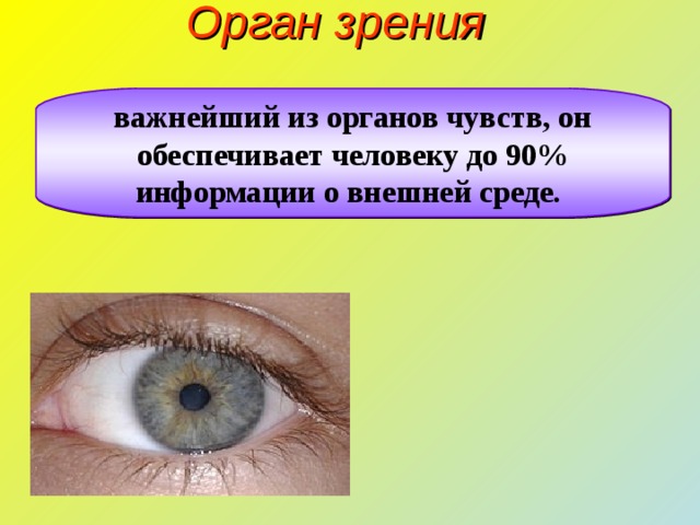 Тест по теме органы зрения