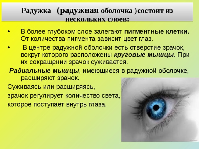 Цвет глаза зависит от пигмента. Из чего состоит Радужная оболочка. Радужка состоит из. Функции радужной оболочки. Цвет глаз зависит от пигмента.