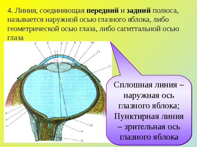 Линия соединяющая полюса. Передний и задний полюс глазного яблока. Наружная ось глазного яблока. Внутренняя ось глазного яблока. Сагиттальная ось глаза.