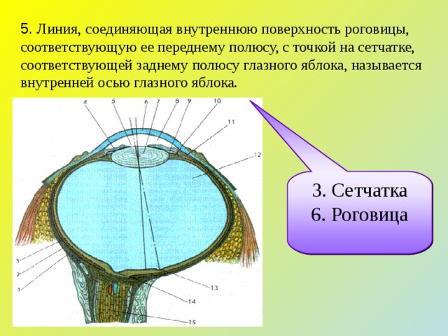 Внутренней поверхности глазного яблока