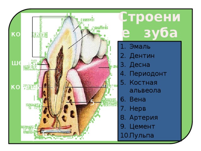 На рисунке изображен фрагмент челюсти с внутренним строением зуба какой буквой