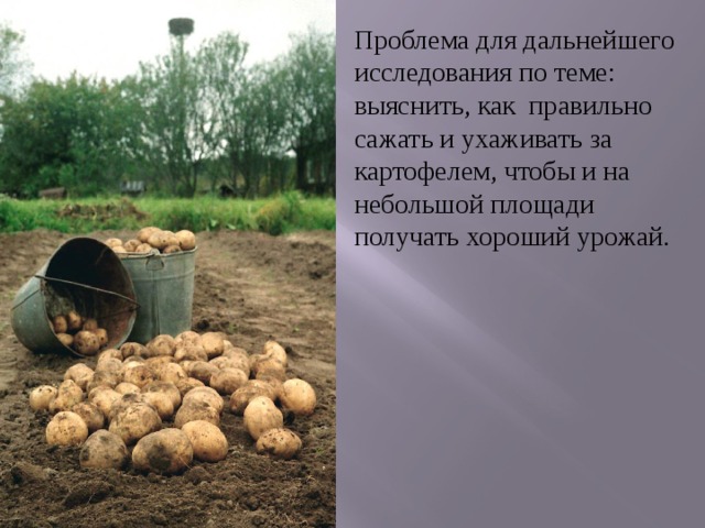 Проблема для дальнейшего исследования по теме: выяснить, как правильно сажать и ухаживать за картофелем, чтобы и на небольшой площади получать хороший урожай. 