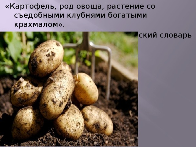 «Картофель, род овоща, растение со съедобными клубнями богатыми крахмалом».  Энциклопедический словарь Ожегова: 