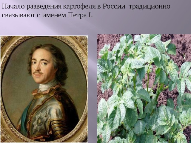 Начало разведения картофеля в России традиционно связывают с именем Петра I. 