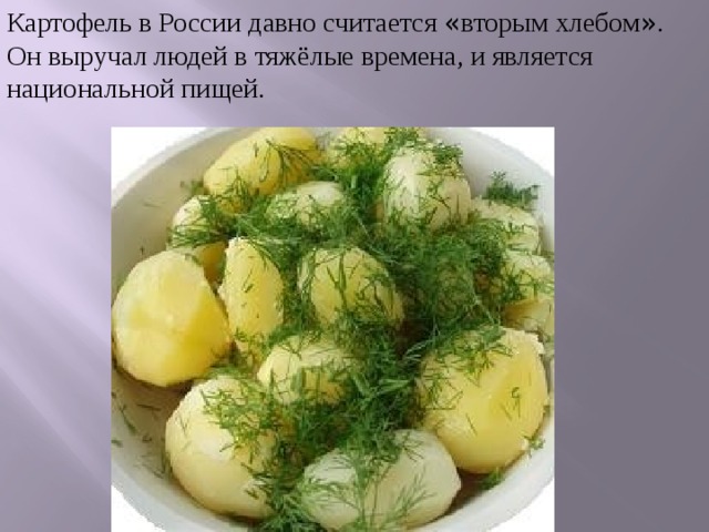 Картофель в России давно считается « вторым хлебом » . Он выручал людей в тяжёлые времена, и является национальной пищей. 