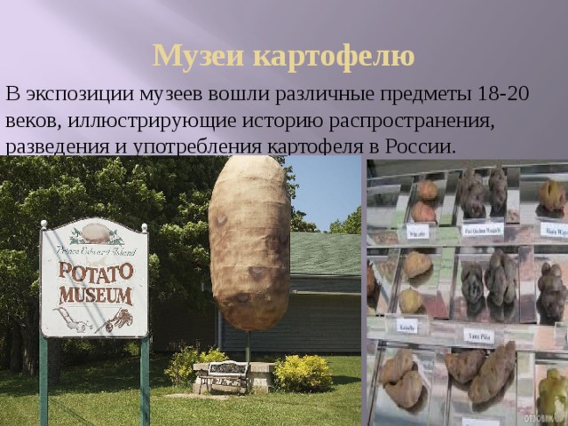 Музеи картофелю В экспозиции музеев вошли различные предметы 18-20 веков, иллюстрирующие историю распространения, разведения и употребления картофеля в России. 